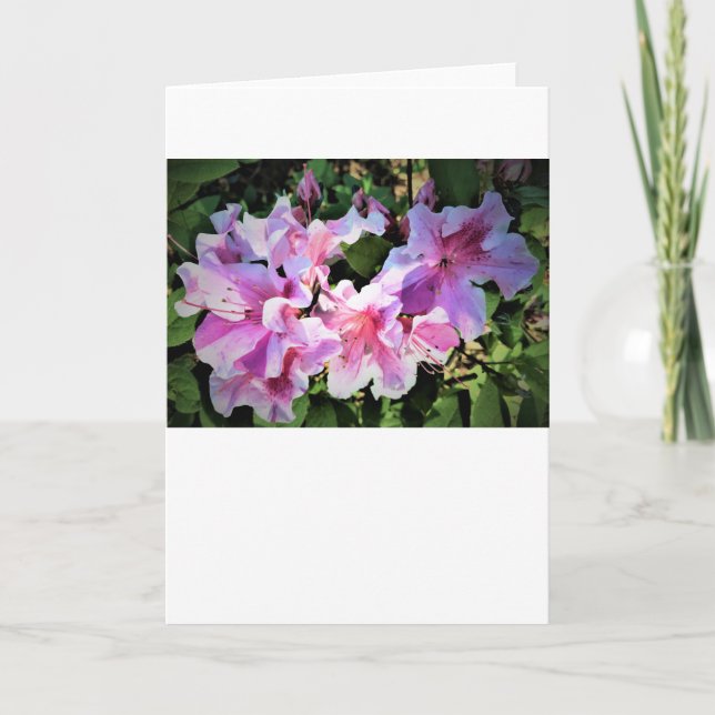 Azalea, tarjeta (Anverso)