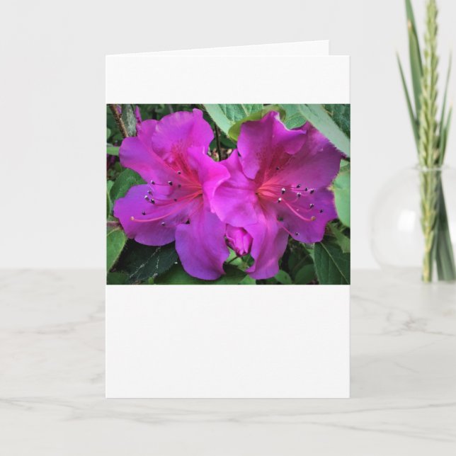 Azalea, tarjeta (Anverso)