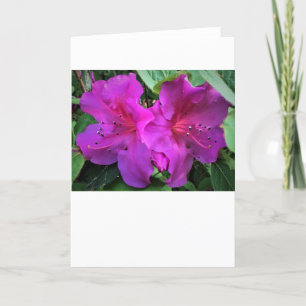 Azalea, tarjeta
