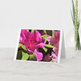 Azalea, tarjeta