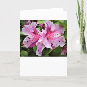 Azalea, tarjeta