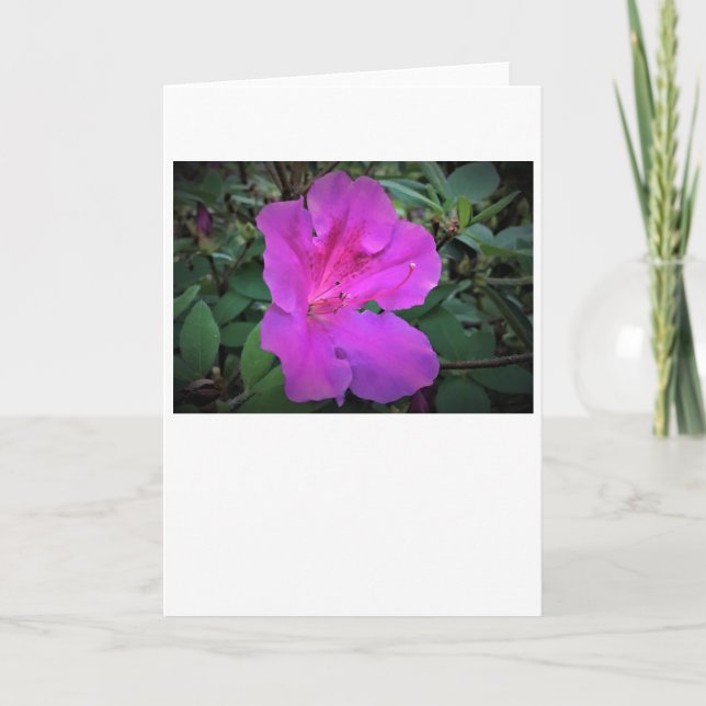 Azalea, tarjeta (Anverso)