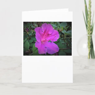Azalea, tarjeta