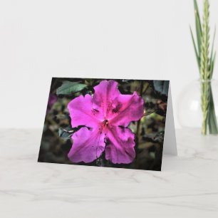 Azalea, tarjeta