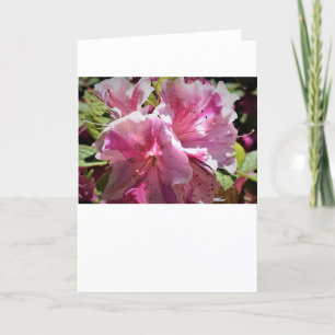 Azalea, tarjeta