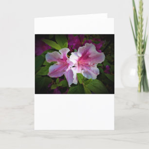Azalea, tarjeta