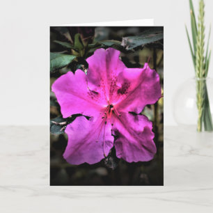 Azalea, tarjeta