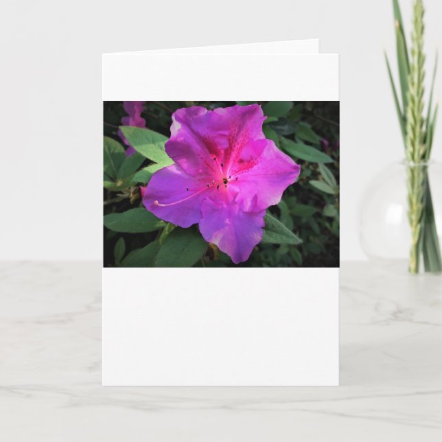 Azalea, tarjeta (Anverso)