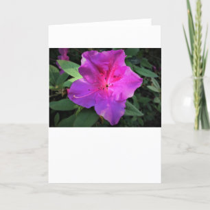 Azalea, tarjeta
