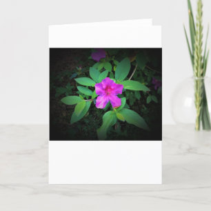 Azalea, tarjeta