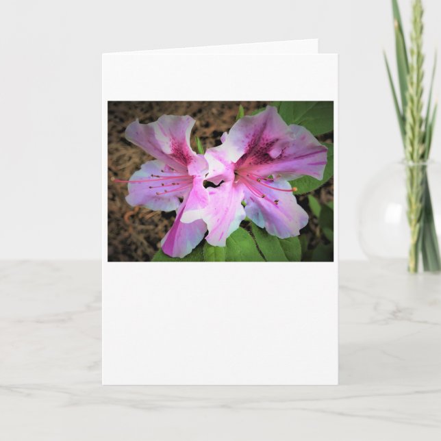 Azalea, tarjeta (Anverso)