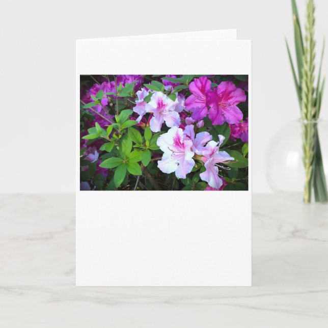Azalea, tarjeta (Anverso)