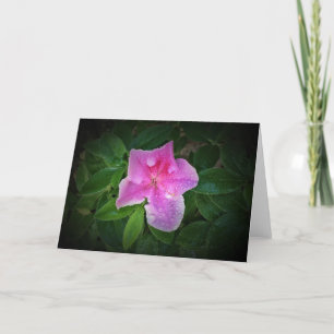Azalea, tarjeta