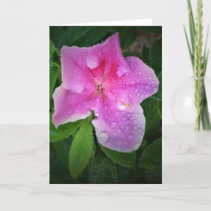 Azalea, tarjeta
