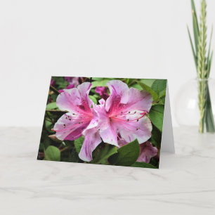 Azalea, tarjeta