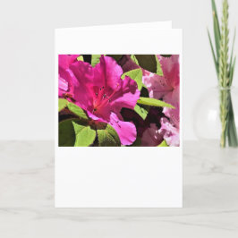 Azalea, tarjeta