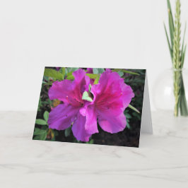 Azalea, tarjeta