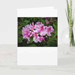 Azalea, tarjeta