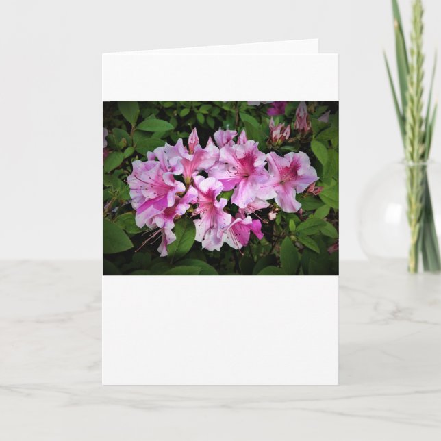 Azalea, tarjeta (Anverso)