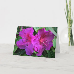 Azalea, tarjeta