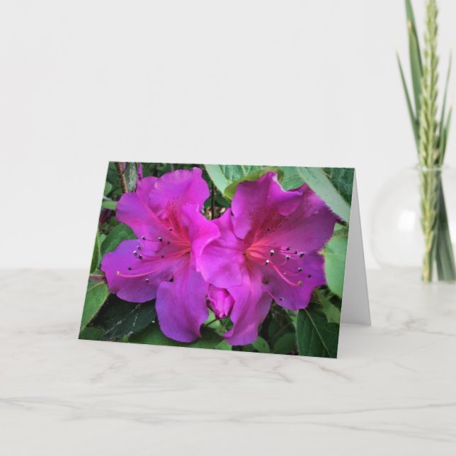 Azalea, tarjeta (Anverso)