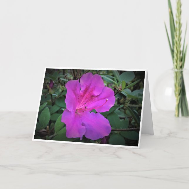 Azalea, tarjeta (Anverso)
