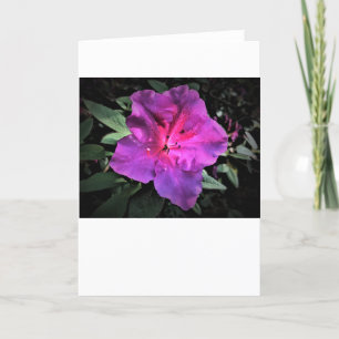 Azalea, tarjeta