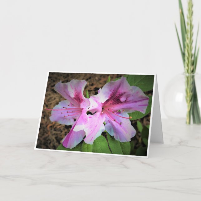 Azalea, tarjeta (Anverso)