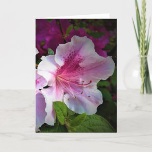 Azalea, tarjeta