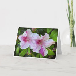 Azalea, tarjeta