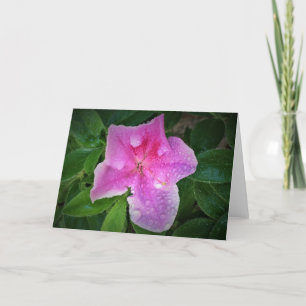 Azalea, tarjeta
