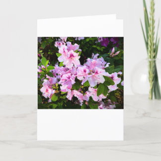 Azalea, tarjeta