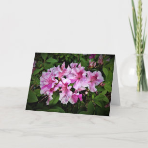 Azalea, tarjeta