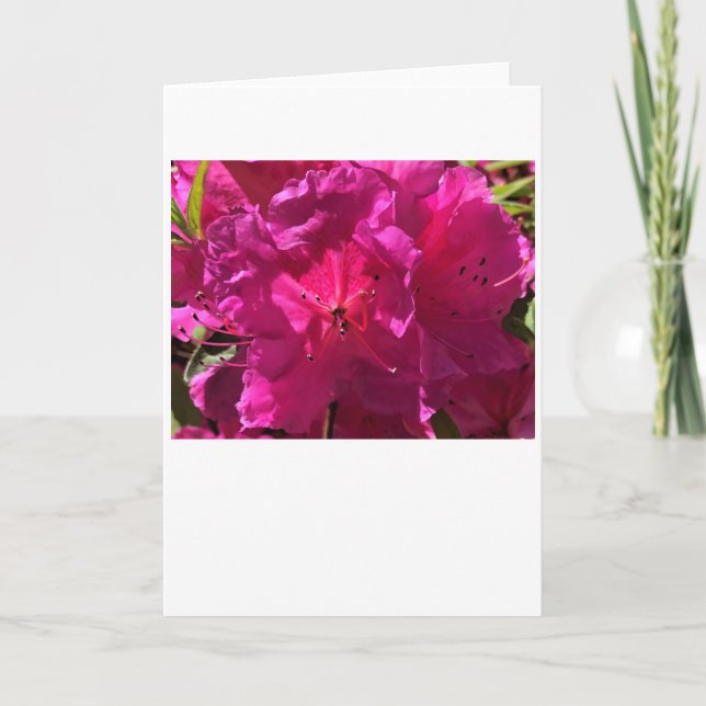 Azalea, tarjeta (Anverso)