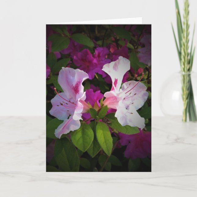 Azalea, tarjeta (Anverso)