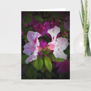 Azalea, tarjeta