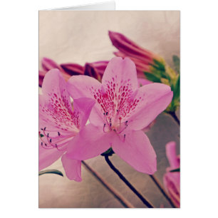 Azaleas