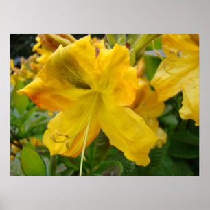 AZALEAS 10 Flores de Azalea Amarillas Impresiones 