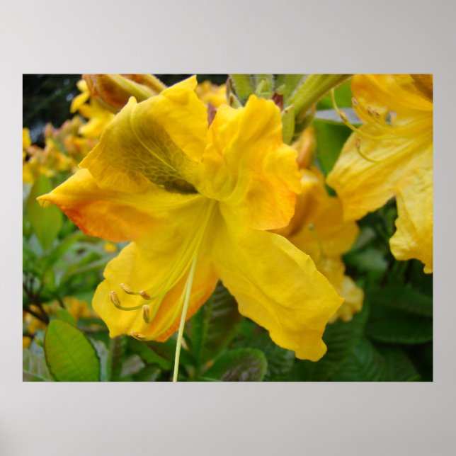 AZALEAS 10 Flores de Azalea Amarillas Impresiones  (Frente)