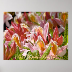 AZALEAS Azalea Rosa Flores 7 Posters de arte