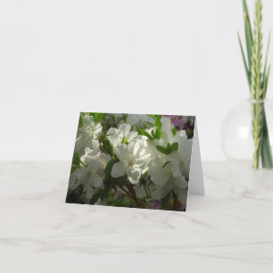 Azaleas Blancas Iluminadas por el Sol Flores Hermo