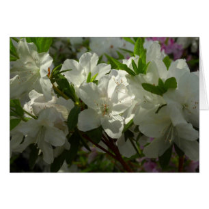 Azaleas blancas iluminadas por el sol Hermosas flo