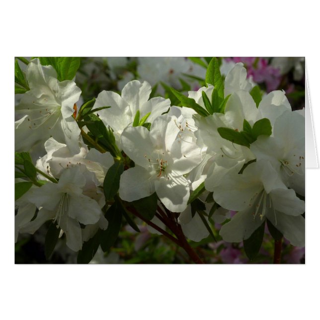 Azaleas blancas iluminadas por el sol Hermosas flo (Anverso (Horizontal))
