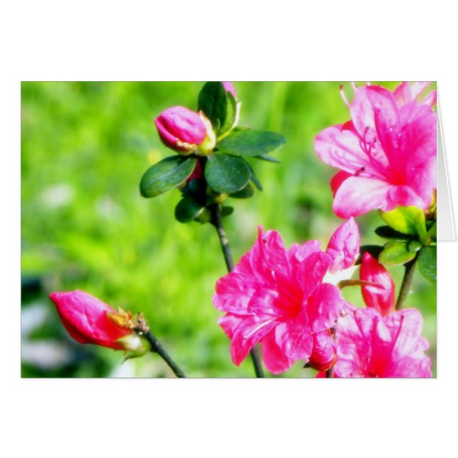 Azaleas de la primavera (Anverso (Horizontal))