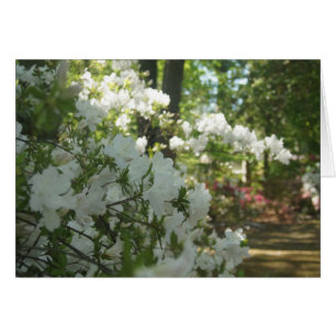 Azaleas en blanco
