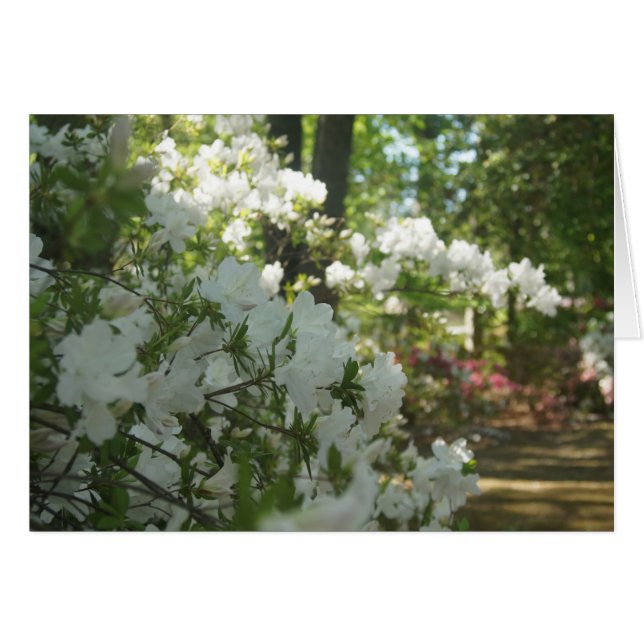 Azaleas en blanco (Anverso (Horizontal))