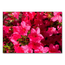 Azaleas florales florales tarjetas de lectura flor