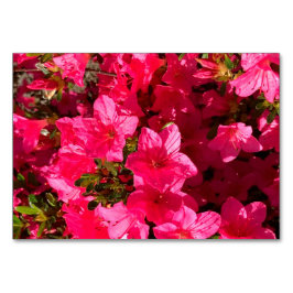 Azaleas florales florales tarjetas de lectura flor