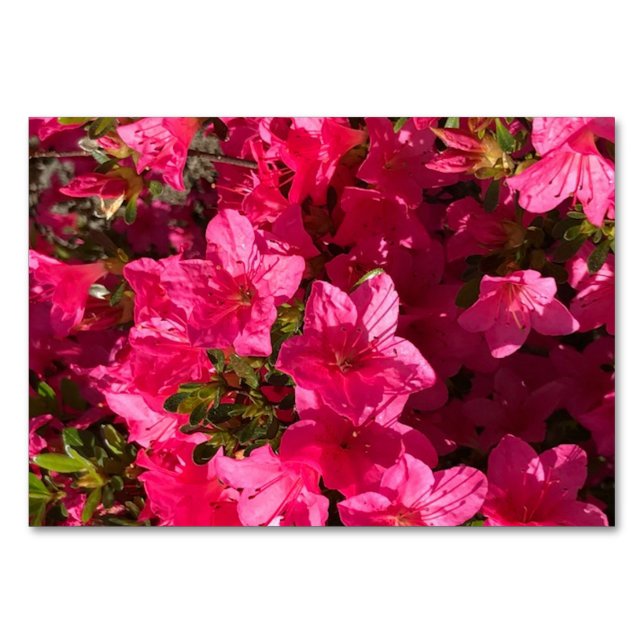 Azaleas florales florales tarjetas de lectura flor (Anverso)
