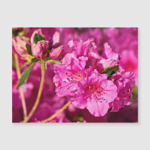 Azaleas rosadas